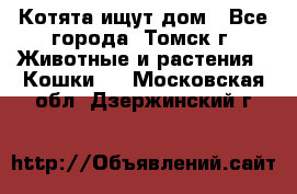 Котята ищут дом - Все города, Томск г. Животные и растения » Кошки   . Московская обл.,Дзержинский г.